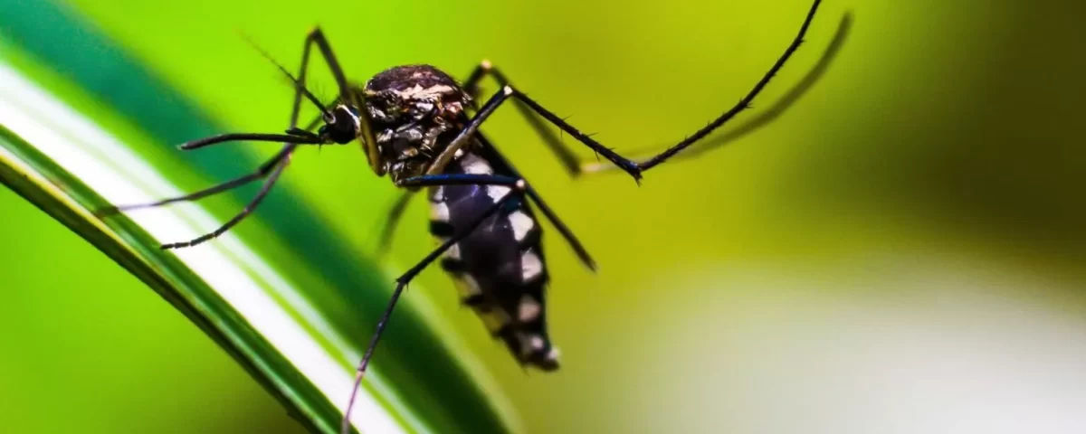 Conheça os sintomas da dengue e os cuidados fundamentais para se proteger durante a gestação.