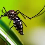 Conheça os sintomas da dengue e os cuidados fundamentais para se proteger durante a gestação.