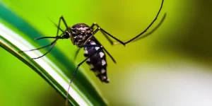 Conheça os sintomas da dengue e os cuidados fundamentais para se proteger durante a gestação.