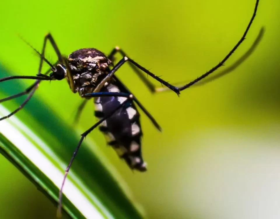 Conheça os sintomas da dengue e os cuidados fundamentais para se proteger durante a gestação.